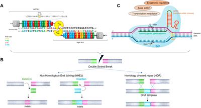 Gene Editing to Tackle Facioscapulohumeral Muscular Dystrophy